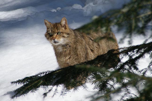 Európai vadmacska - Felis silvestris