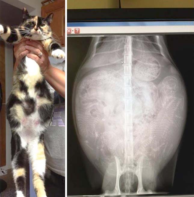 Vemhes állatok a röntgen alatt