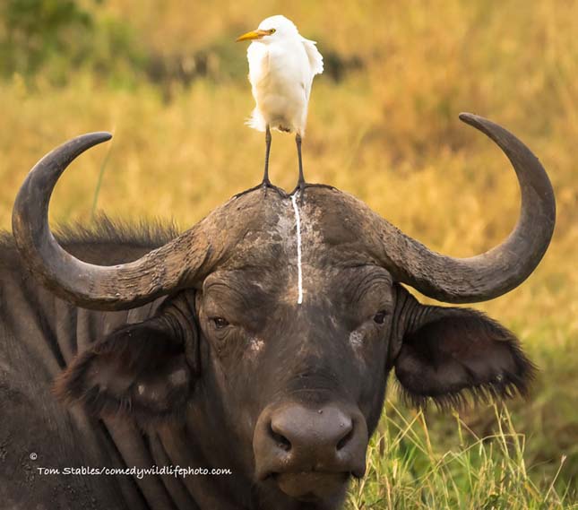 Comedy Wildlife Photography Award