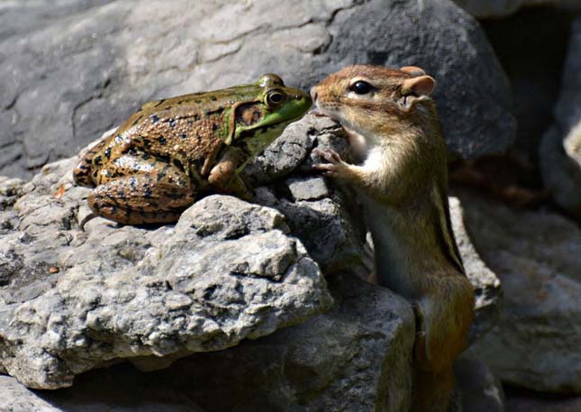 Comedy Wildlife Photography Award