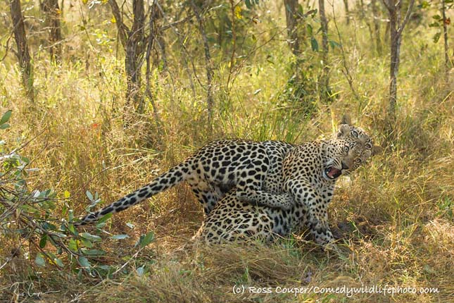 Comedy Wildlife Photography Award