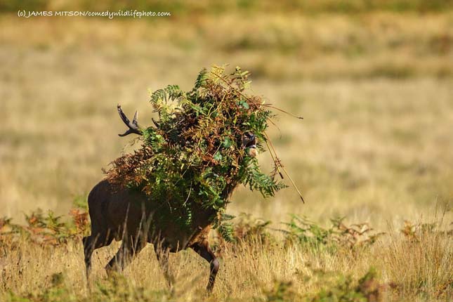 Comedy Wildlife Photography Award