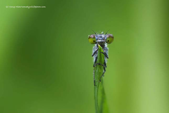 Comedy Wildlife Photography Award