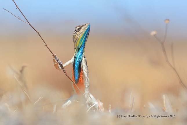 Comedy Wildlife Photography Award