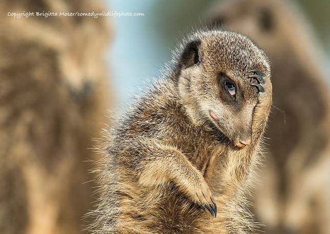 Comedy Wildlife Photography Award