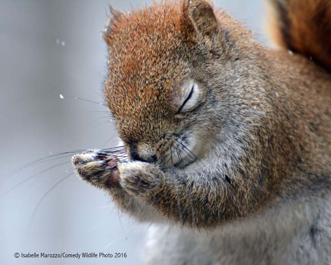 Comedy Wildlife Photography Award