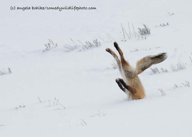 Comedy Wildlife Photography Award