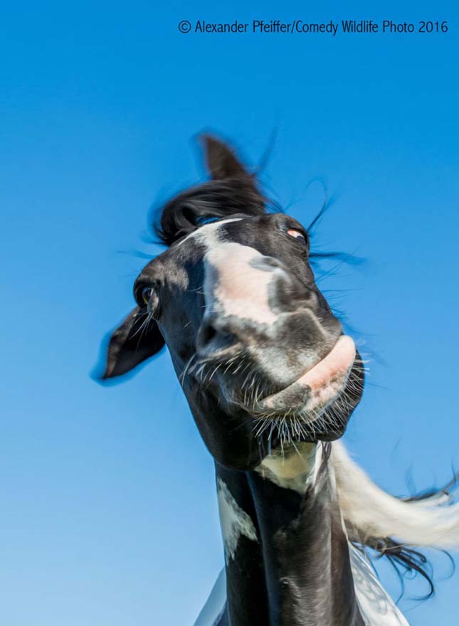 Comedy Wildlife Photography Award