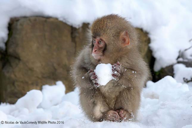 Comedy Wildlife Photography Award