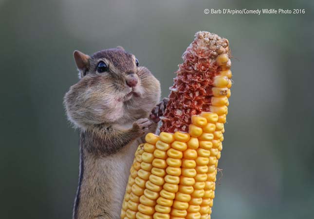 Comedy Wildlife Photography Award