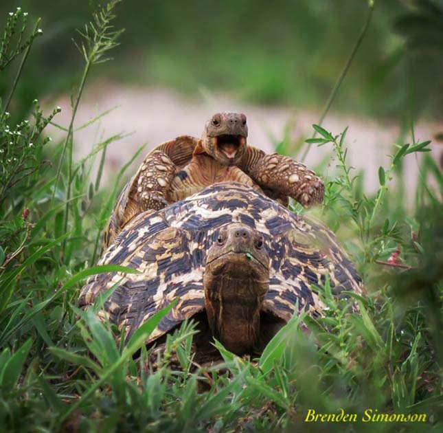 Comedy Wildlife Photography Award