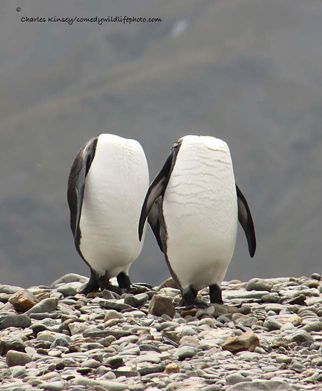 Comedy Wildlife Photography Award