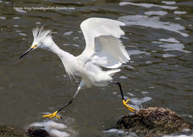 Comedy Wildlife Photography Award