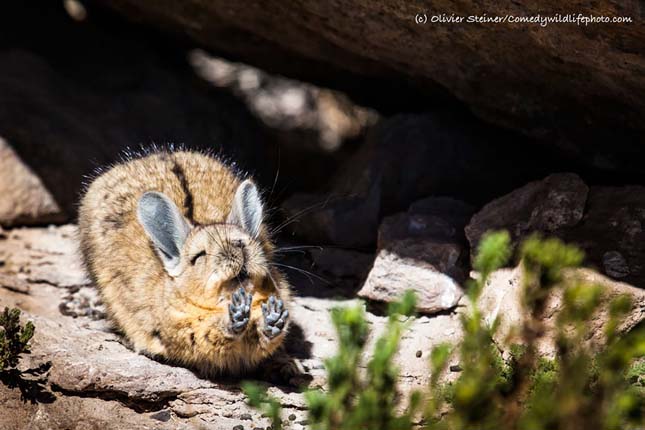 Comedy Wildlife Photography Award