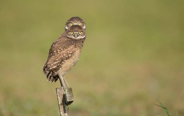 Comedy Wildlife Photography Award