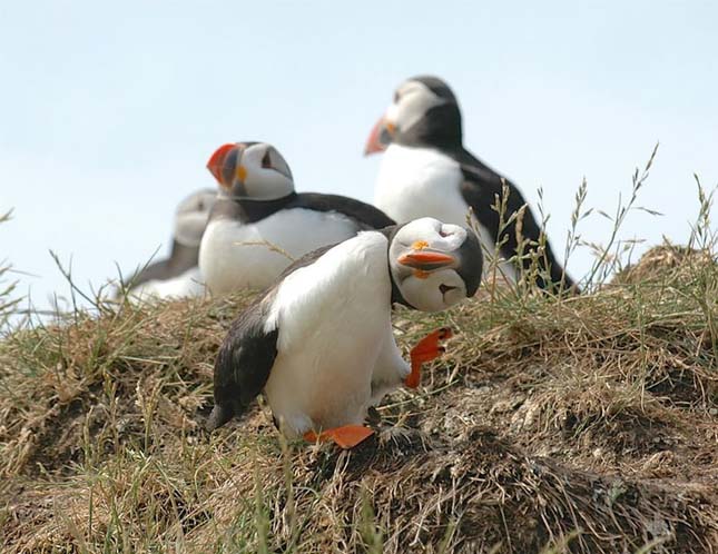 Comedy Wildlife Photography Award