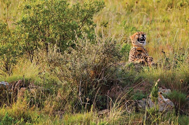 Comedy Wildlife Photography Award