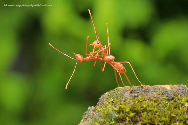 Comedy Wildlife Photography Award