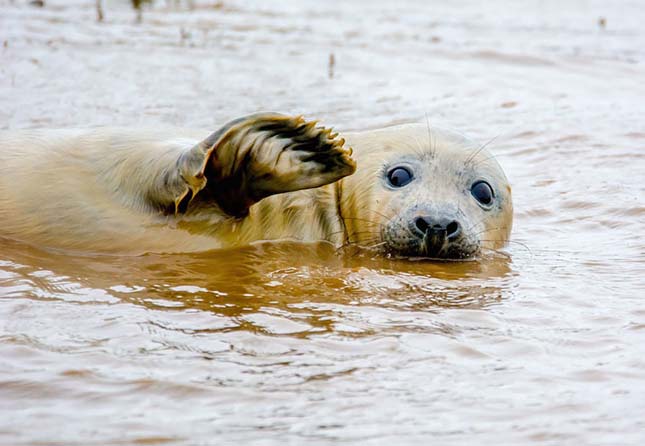 Comedy Wildlife Photography Award