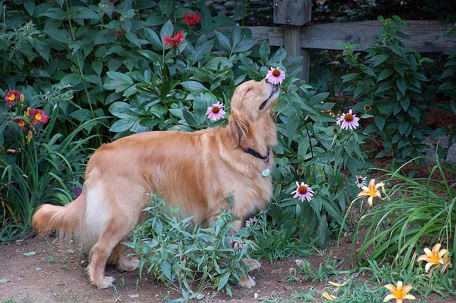 Virágokat szimatoló állatok
