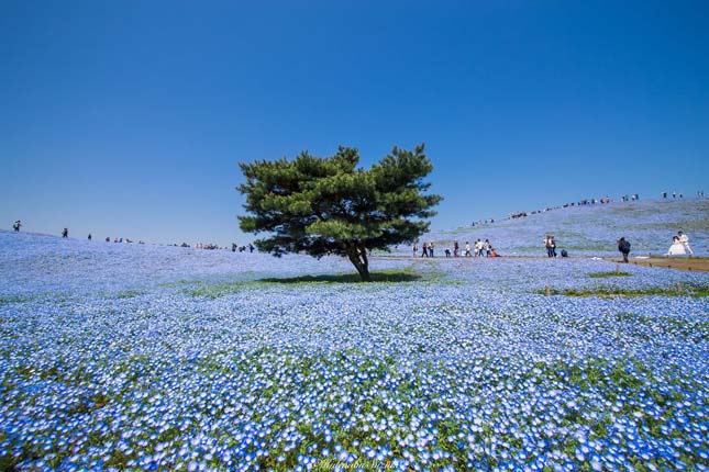 Japán virágpark