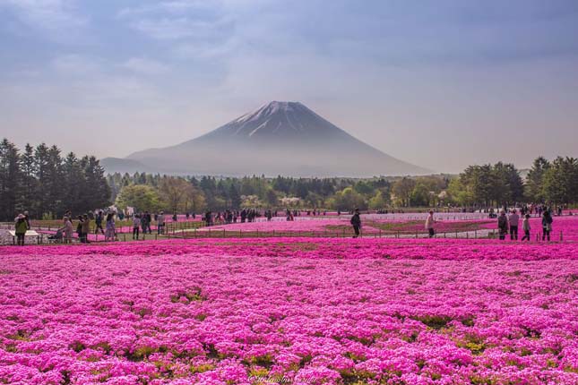 Japán virágpark