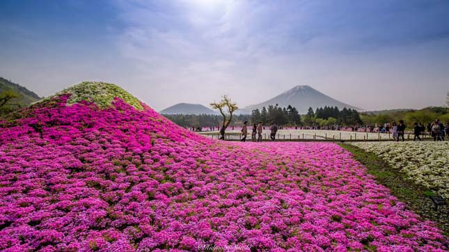 Japán virágpark