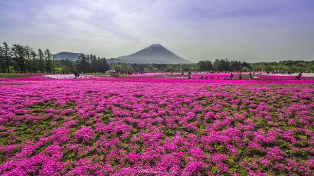 Japán virágpark