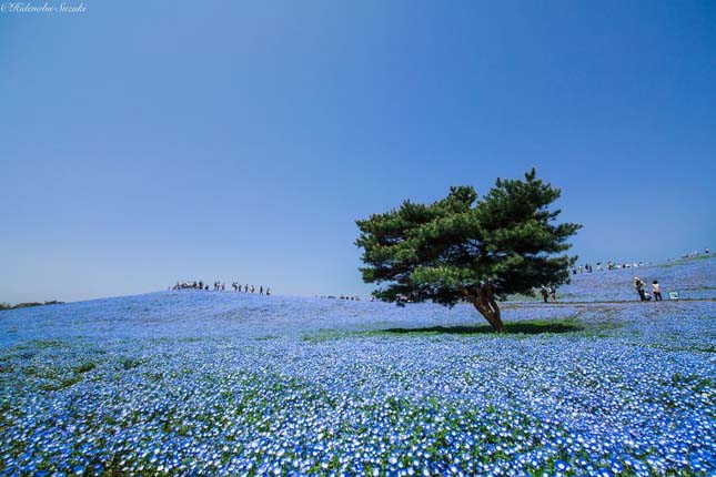 Japán virágpark