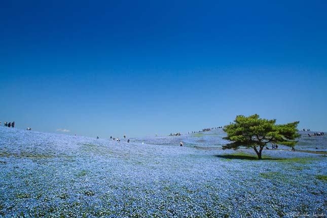 Japán virágpark