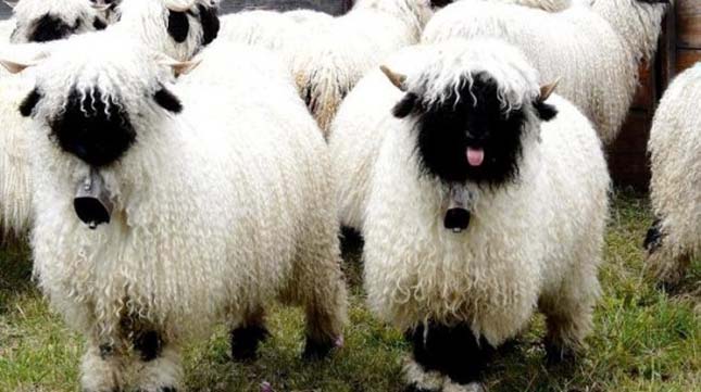 Wallisi feketeorrú juhok