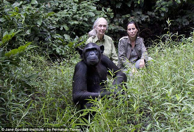 Wounda csimpánz
