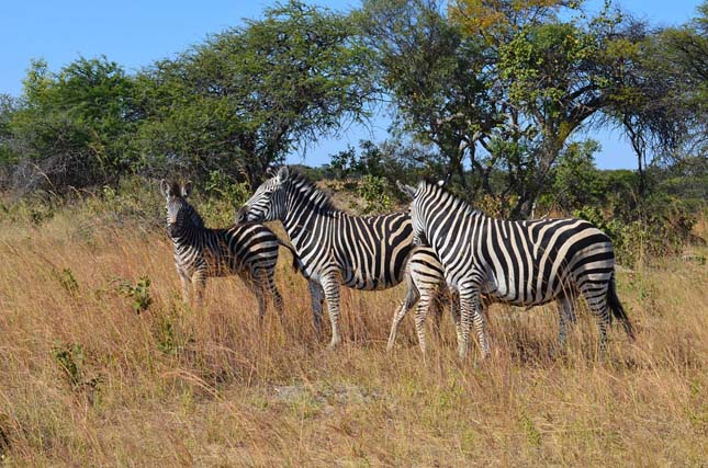 Zimbabwe a vadállatait árulja