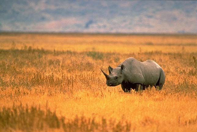 Zimbabwe a vadállatait árulja