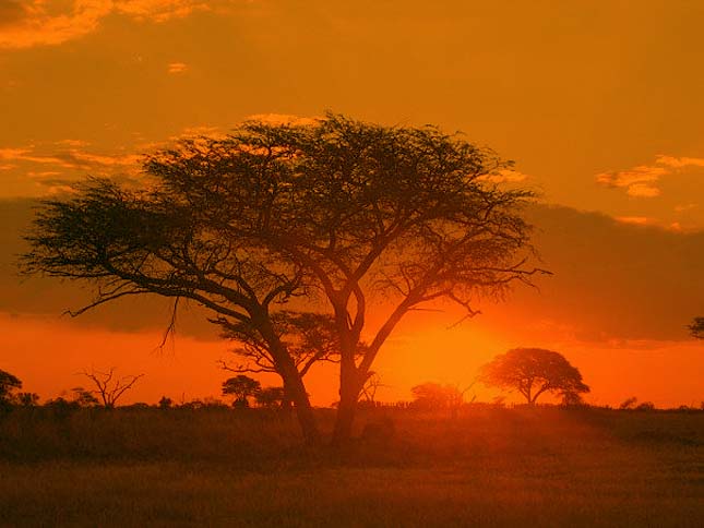 Zimbabwe a vadállatait árulja