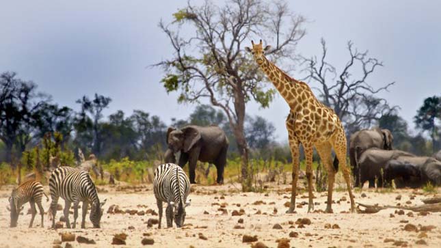 Zimbabwe a vadállatait árulja