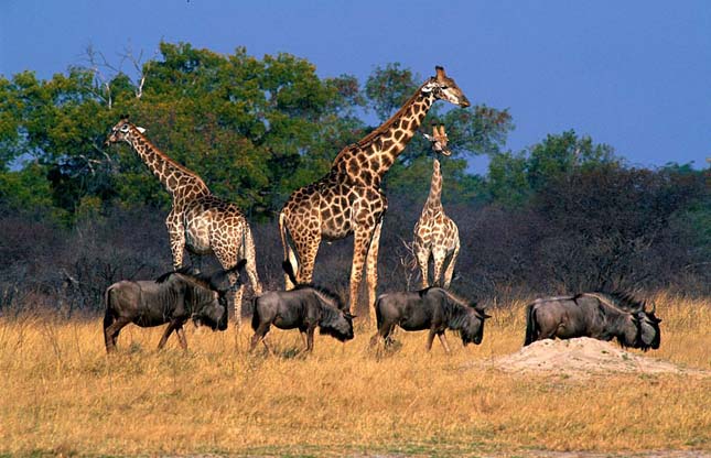 Zimbabwe a vadállatait árulja