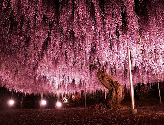 ashikaga