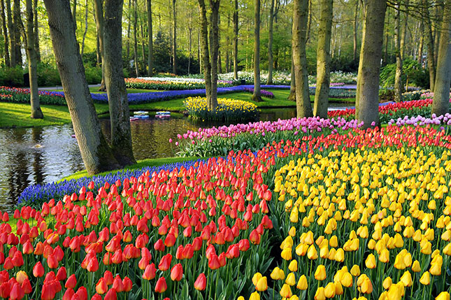 keukenhof-3