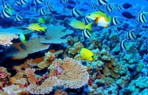 A Nagy-korallzátony