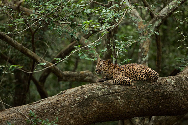 Sri Lankai leopárd