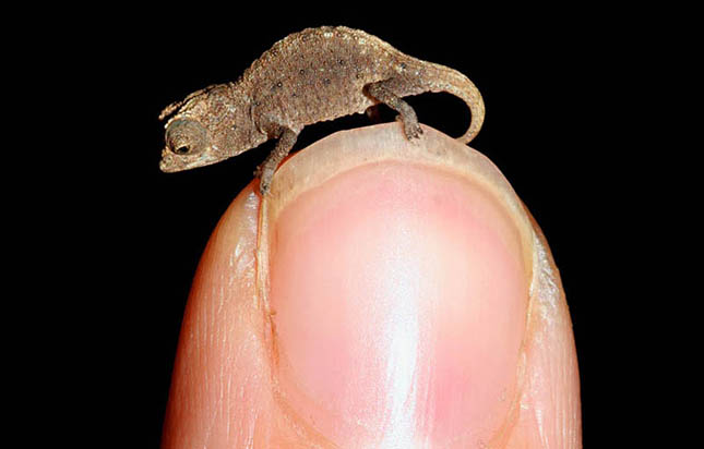 worlds-smallest-chameleon