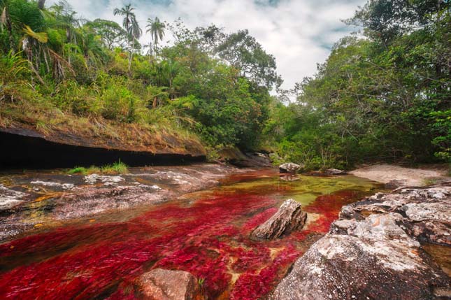 Caño Cristales 2012