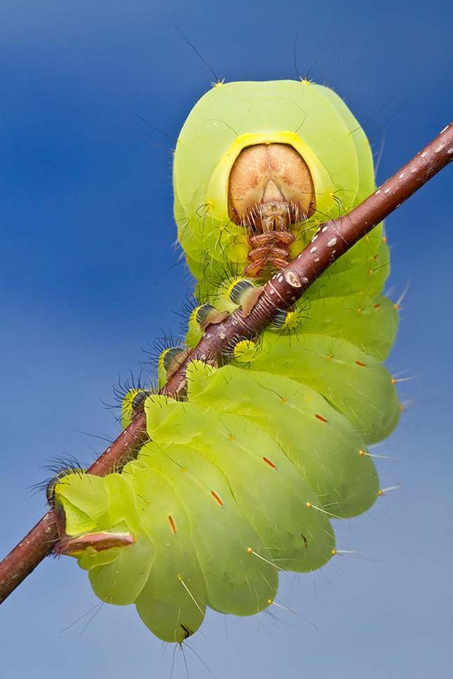 Az Antheraea polyphemus hernyója