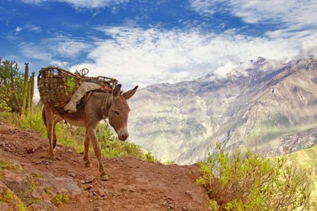 Colca Canyon, Peru