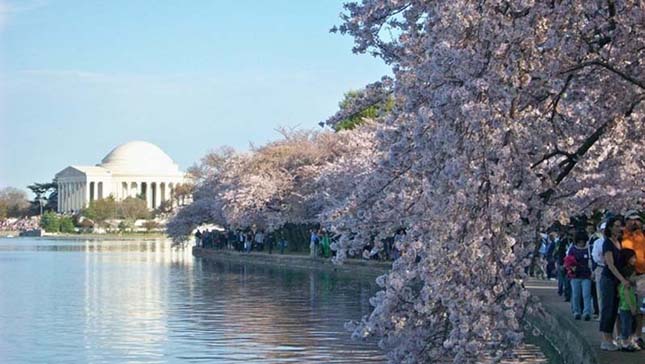 Cseresznye virágok Washington, DC.