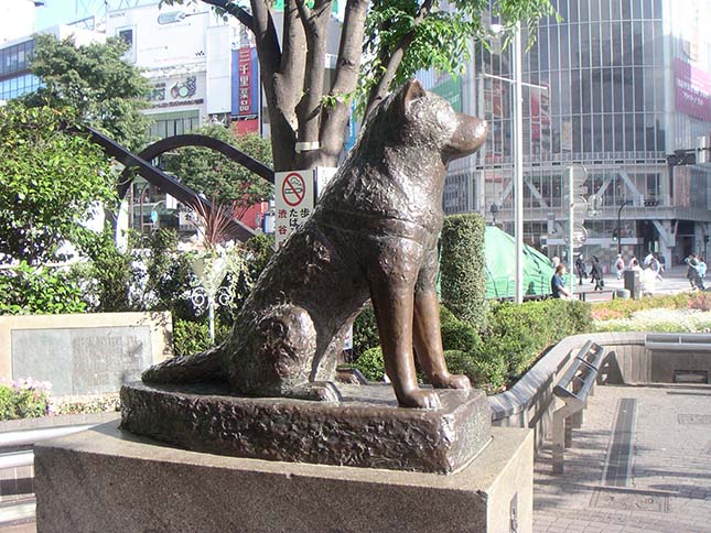 Hachiko, a hűséges kutya