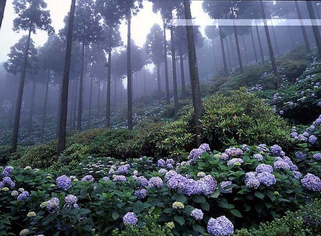 Japán erdő.