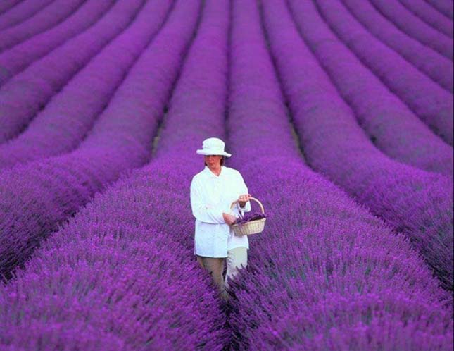 Provence-i levendula mezők, Franciaország