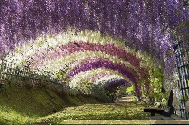 Wisteria Gardens, Japán